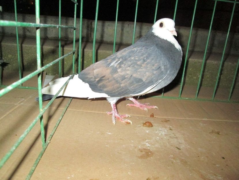 zburator de severin - Pt Andrei 3x4 zburatori de severin