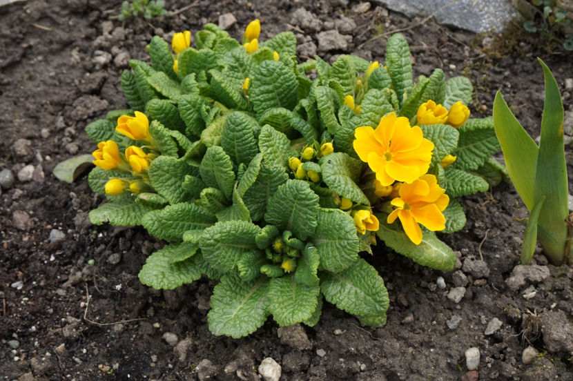 Primula, flori mari si frumoase - Aprilie