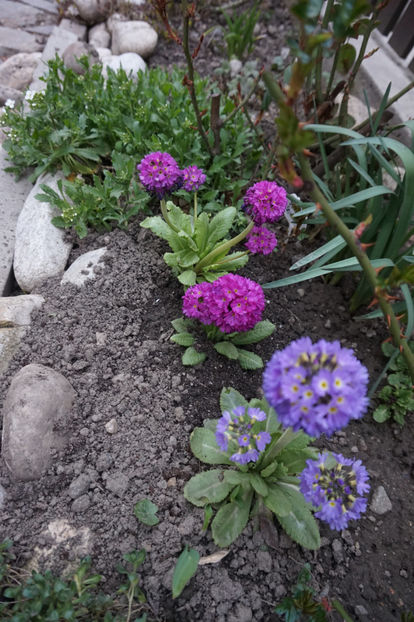 Primula denticulata - Aprilie