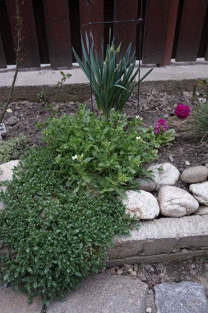 Din ce in ce mai verzi- aubrieta si arabis, primula denticulata și narcise - Aprilie