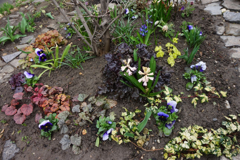 Vrăjitoarele heuchere - Aprilie