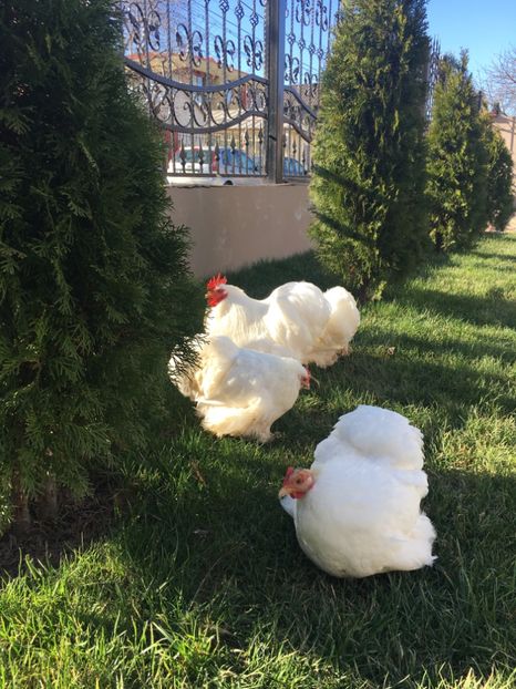 5595FCC1-FB5C-4C7E-84C9-E5223EEB0BF7 - Cochin pitic alb 2018