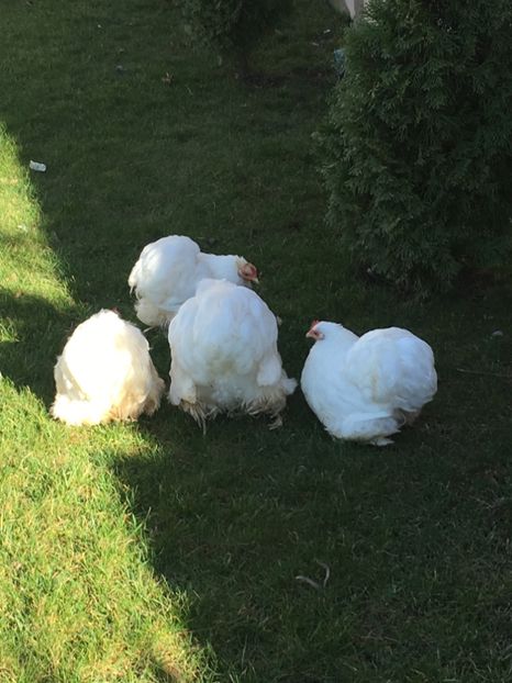 3A1D7E24-1D5B-49EB-A986-4D5479985DD9 - Cochin pitic alb 2018