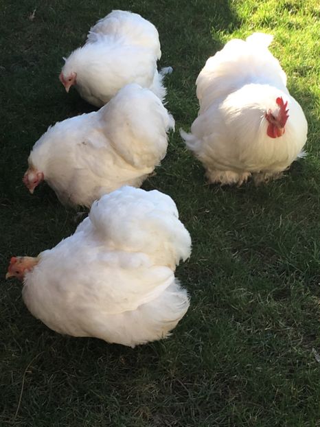 1FF10C51-752A-43B0-A974-C8597C2EB1E7 - Cochin pitic alb 2018