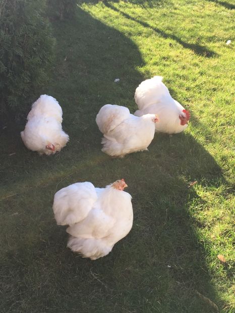 74B67117-A046-45B8-ABF0-ED02F66DCC72 - Cochin pitic alb 2018