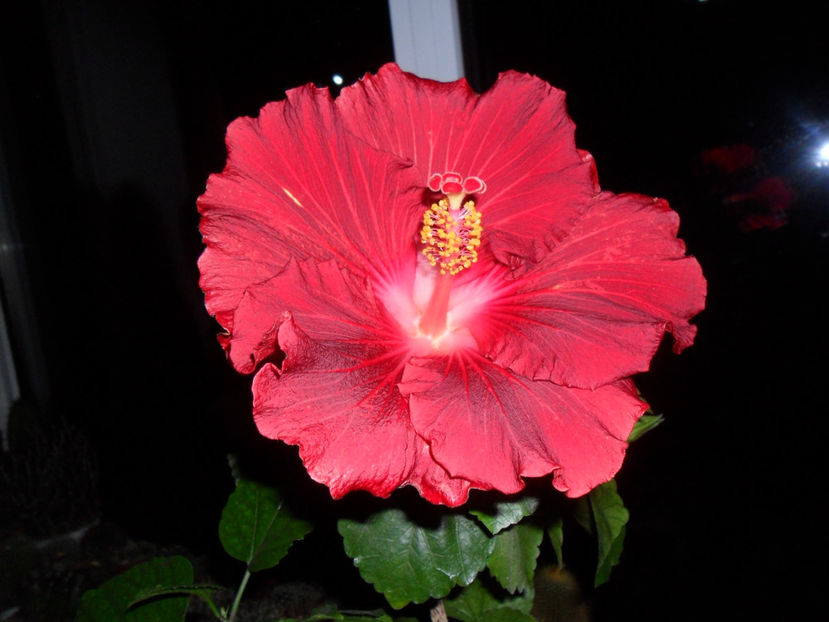 SAM_5151 - Hibiscusi 2018