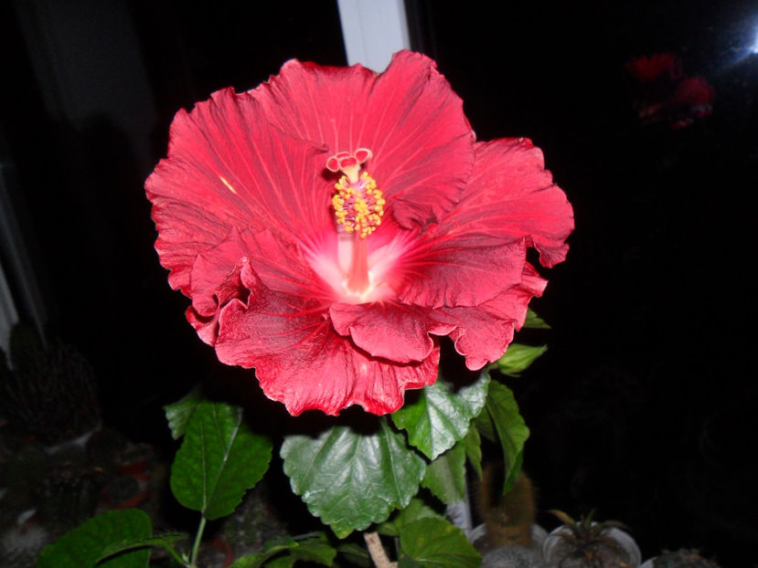SAM_5162 - Hibiscusi 2018