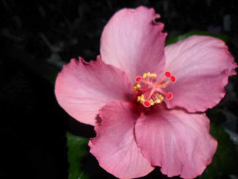 SAM_5173 - Hibiscusi 2018