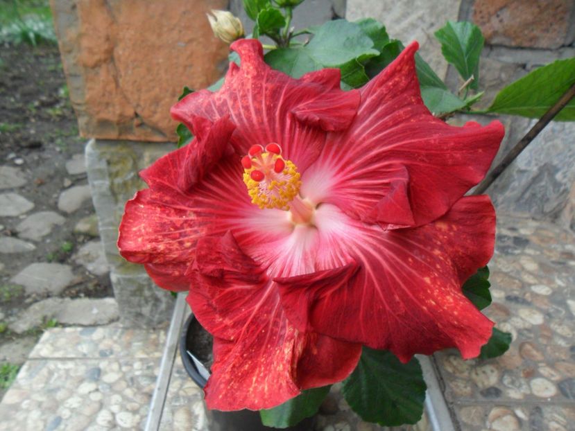 SAM_5318 - Hibiscusi 2018