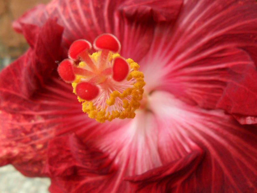 SAM_5319 - Hibiscusi 2018