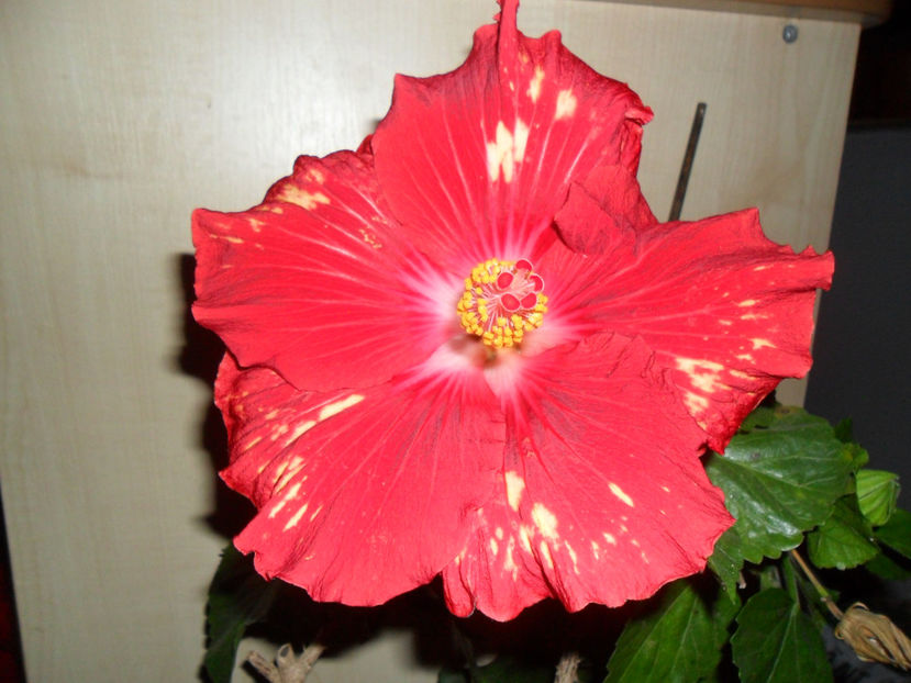 SAM_5321 - Hibiscusi 2018