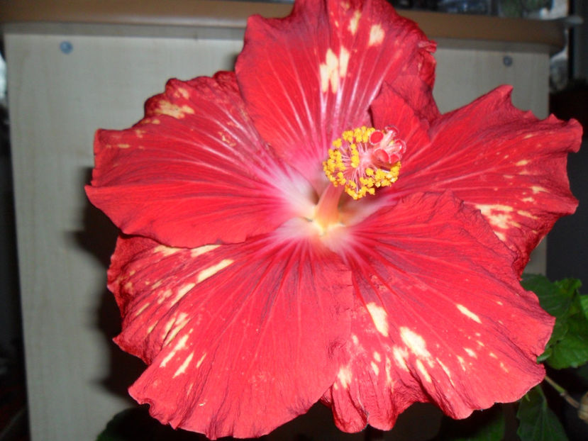 SAM_5331 - Hibiscusi 2018