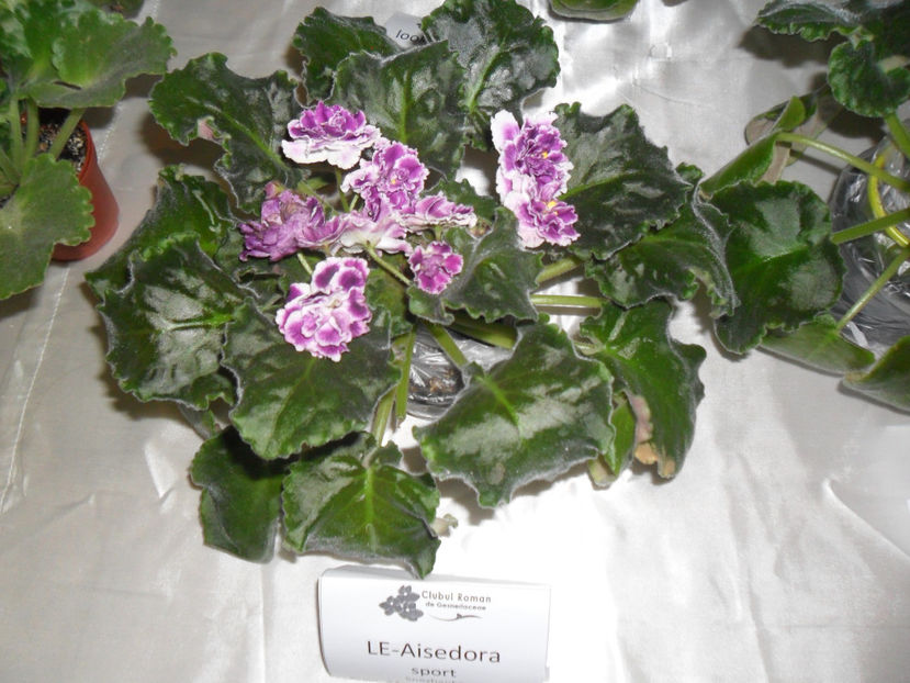 SAM_5099 - Expozitia de violete noiembrie 2017