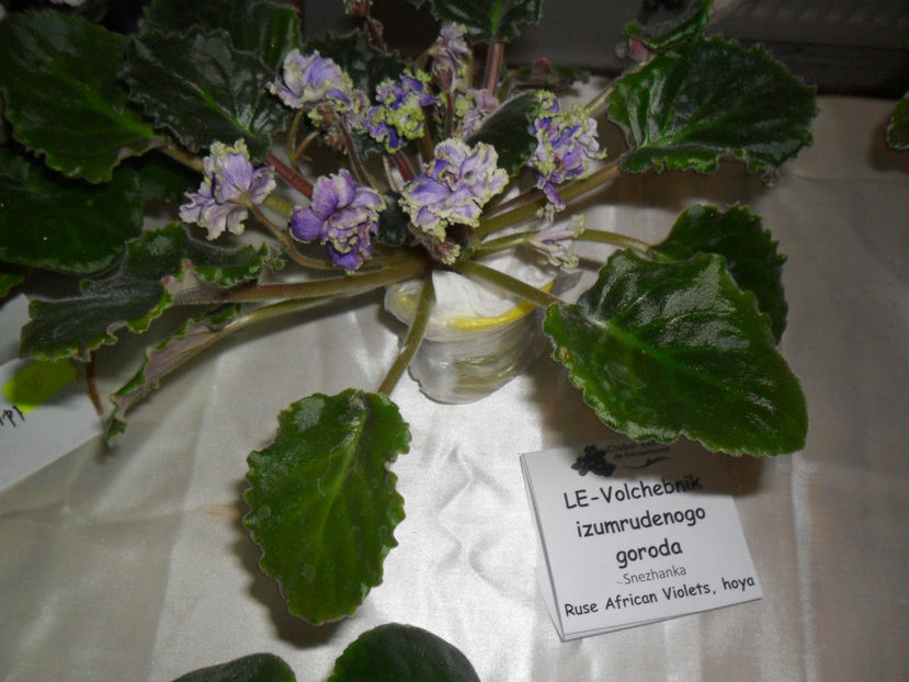 SAM_5102 - Expozitia de violete noiembrie 2017