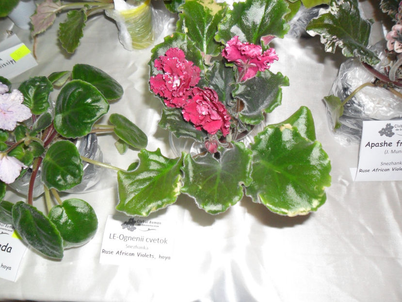 SAM_5104 - Expozitia de violete noiembrie 2017