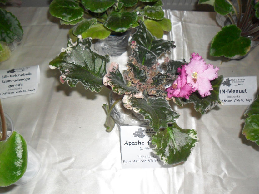 SAM_5105 - Expozitia de violete noiembrie 2017