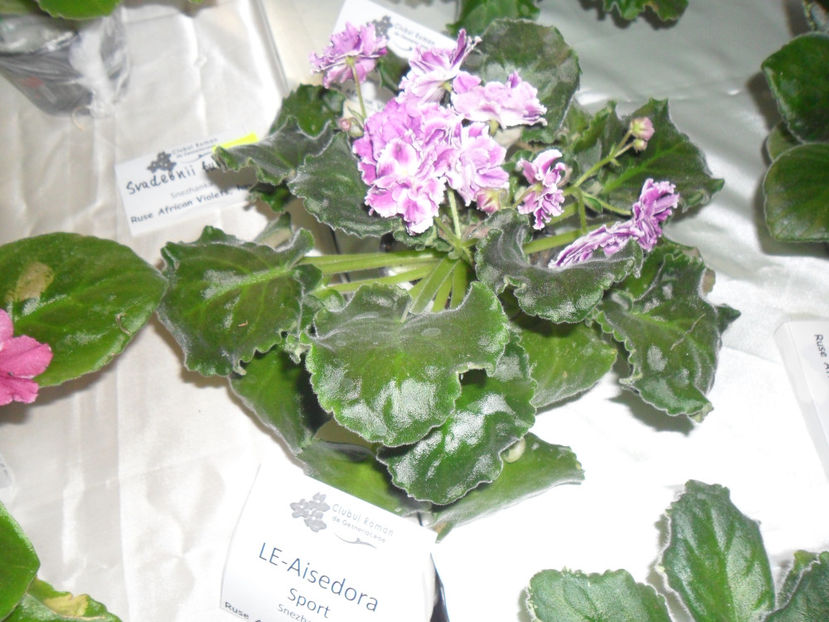SAM_5114 - Expozitia de violete noiembrie 2017
