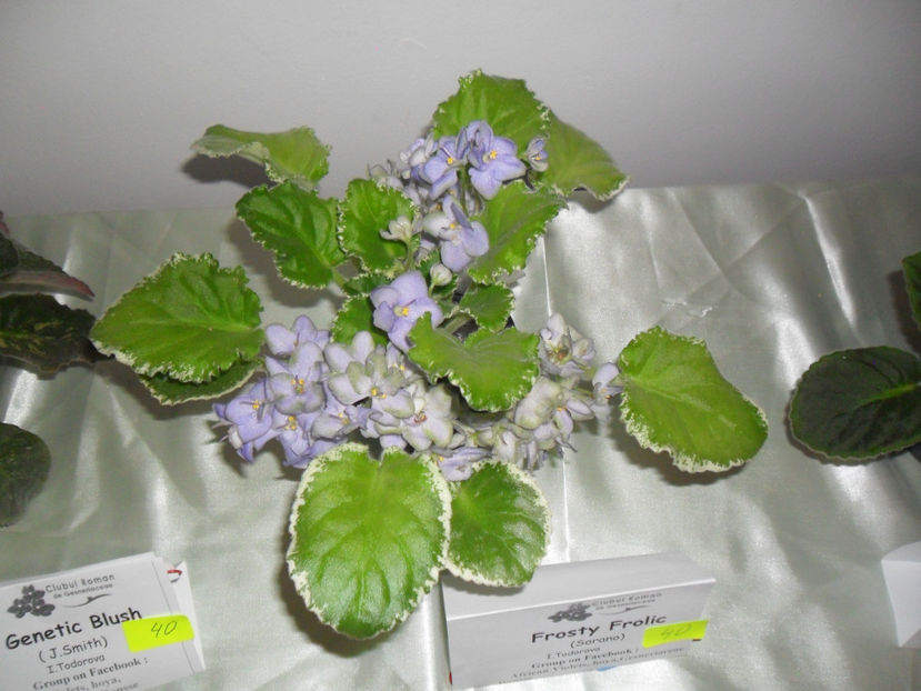 SAM_5133 - Expozitia de violete noiembrie 2017