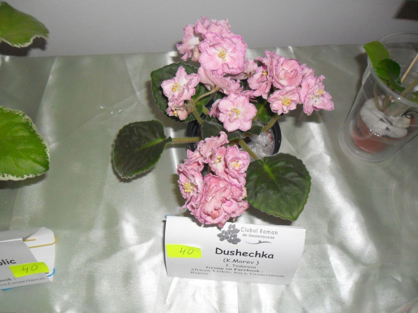 SAM_5134 - Expozitia de violete noiembrie 2017
