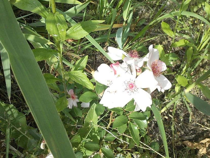 IMG-20180202-WA0022 - Astronomia