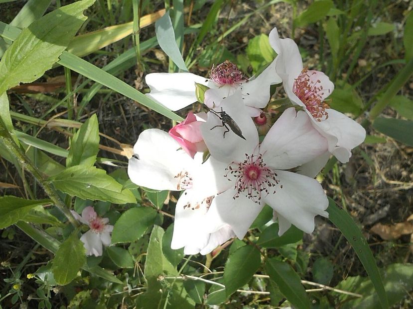 IMG-20180202-WA0009 - Astronomia