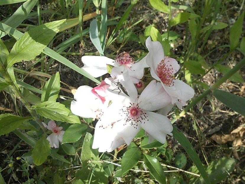 IMG-20180202-WA0006 - Astronomia