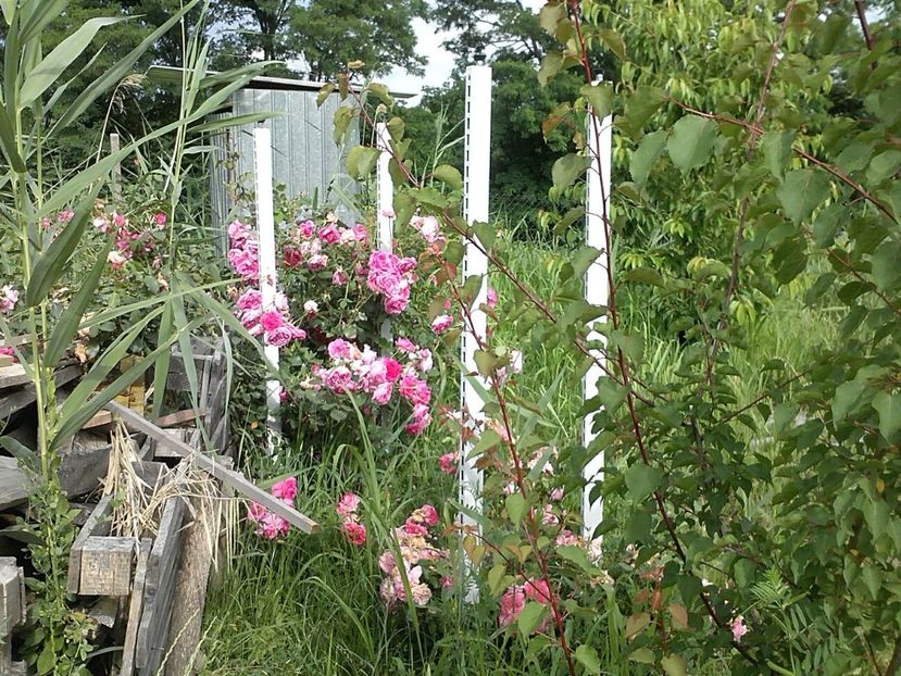 IMG-20180202-WA0008 - Parade