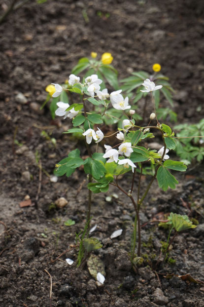 Isopyrum thalictroides- multumesc, Aurelia, pt identificare! - Aprilie