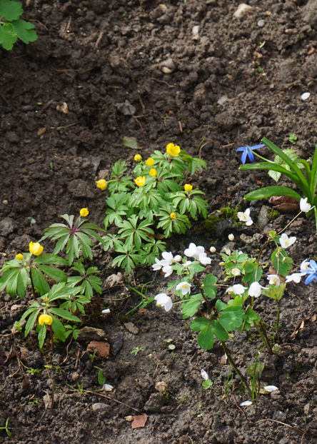 Păștițe - Aprilie