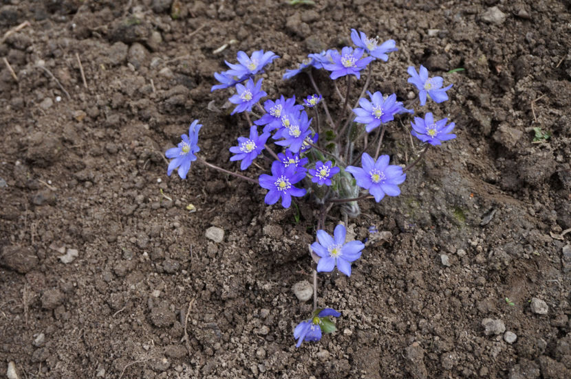 Hepatica nobilis- multumesc, Mihaela! - Aprilie