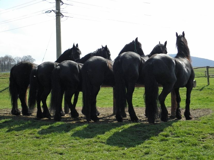 P3270100 - VANZARI CAI 3