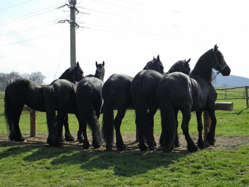 P3270101 - VANZARI CAI 3