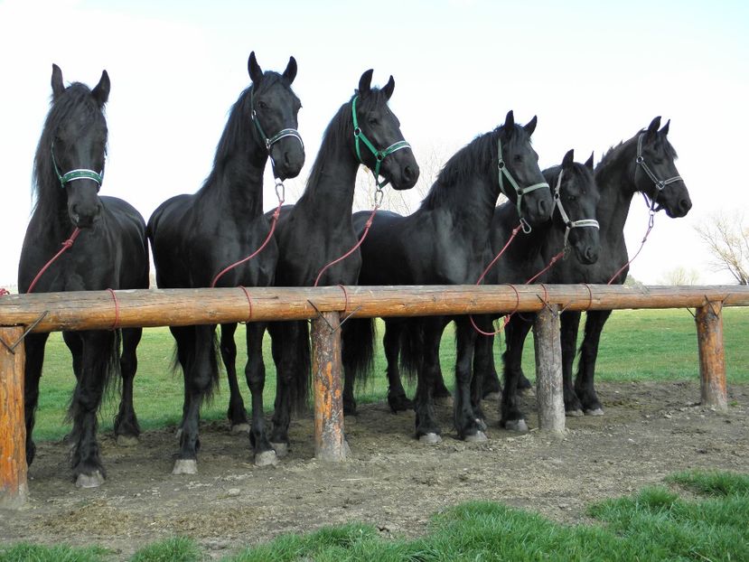 P3270072 - VANZARI CAI 3