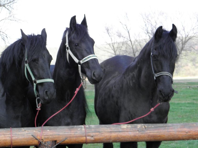 P3270079 - VANZARI CAI 3