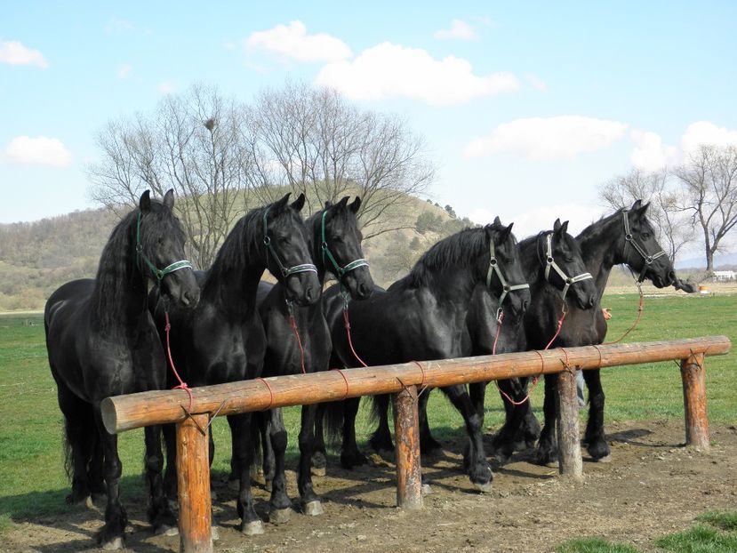 P3270085 - VANZARI CAI 3