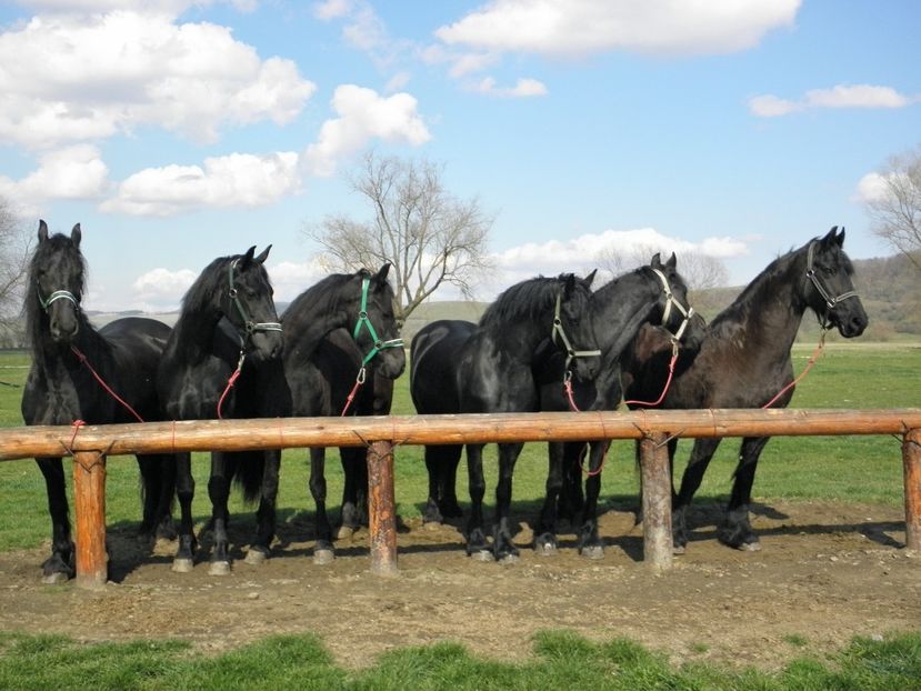 P3270091 - VANZARI CAI 3