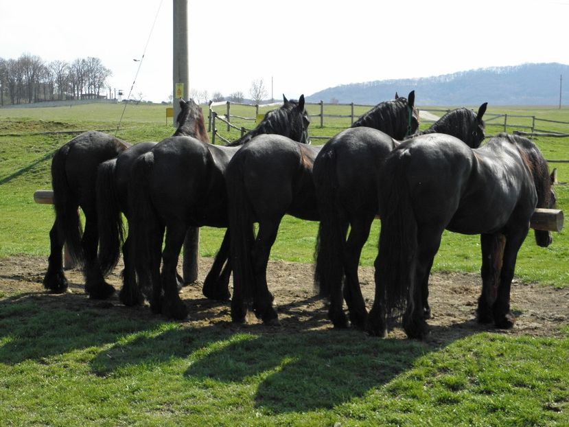 P3270098 - VANZARI CAI 3