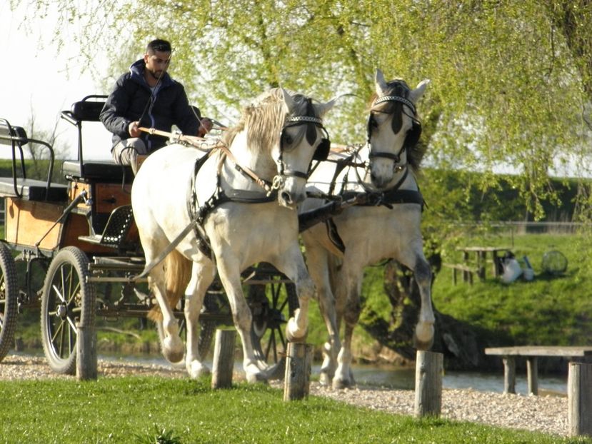 P4110059 - CAI DE VANZARE