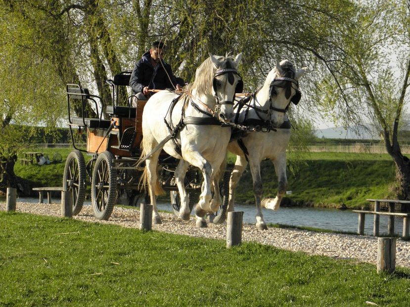 P4110060 - CAI DE VANZARE