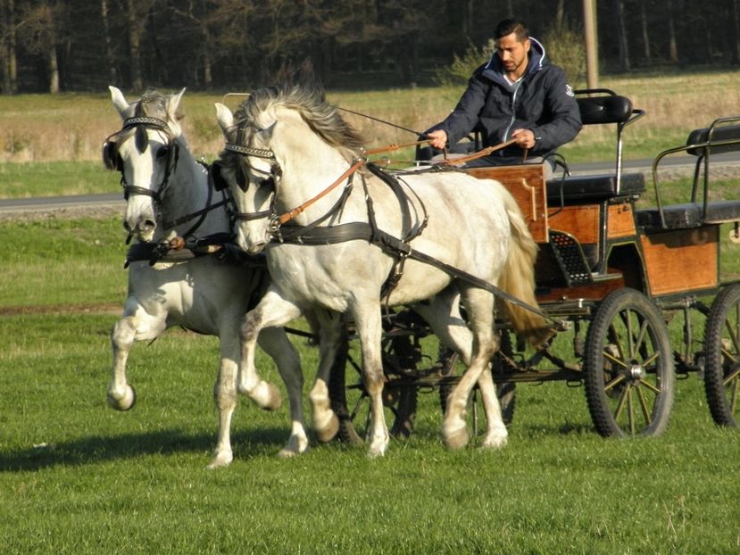 P4110062 - CAI DE VANZARE