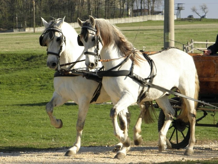 P4110015 - CAI DE VANZARE