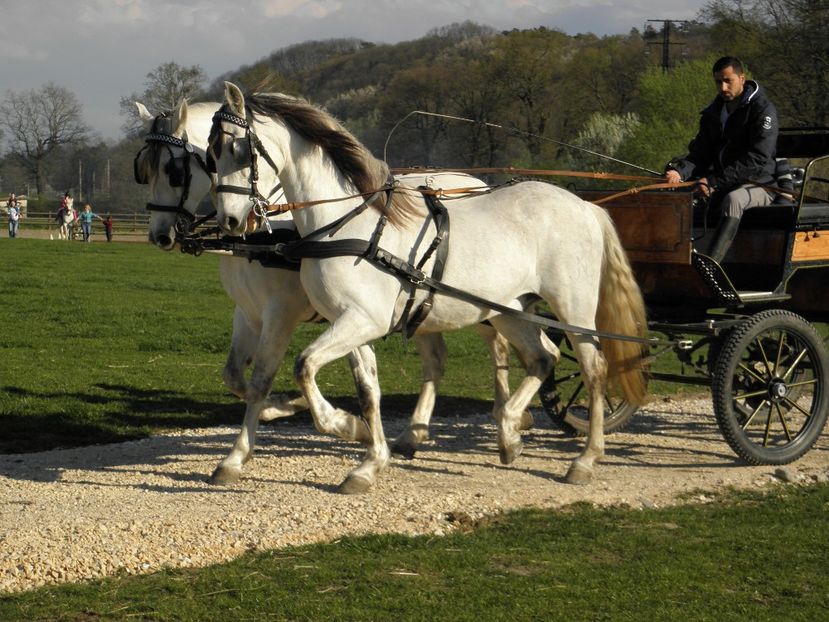 P4110016 - CAI DE VANZARE