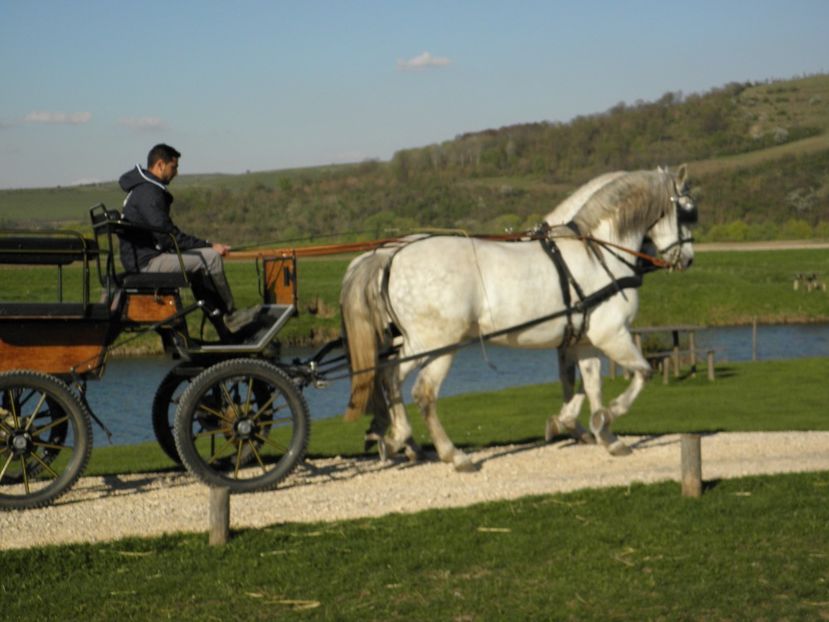 P4110017 - CAI DE VANZARE