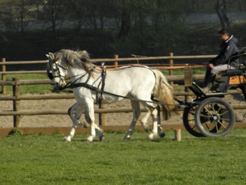 P4110023 - CAI DE VANZARE