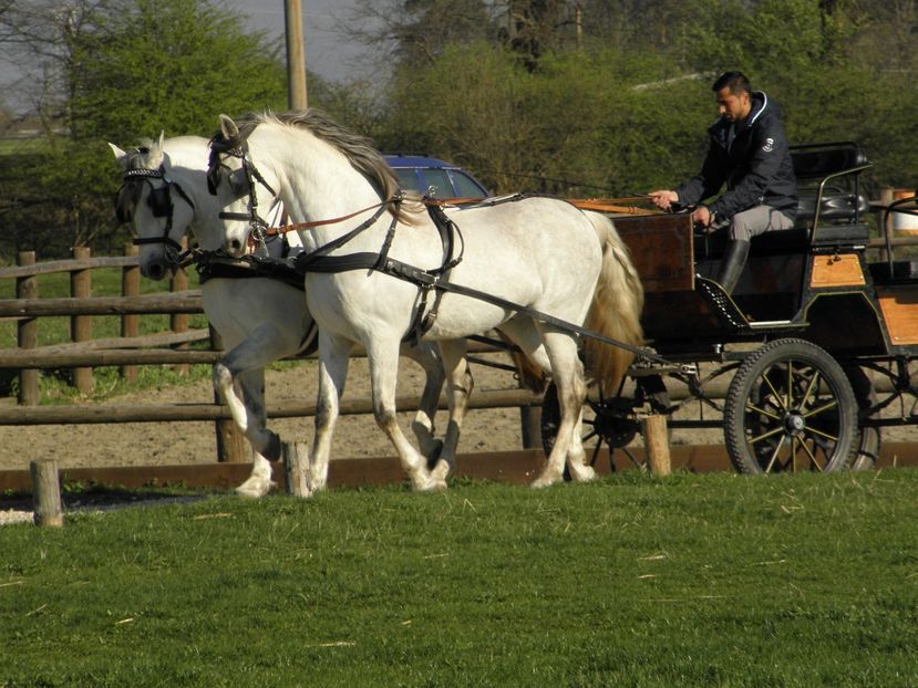 P4110024 - CAI DE VANZARE