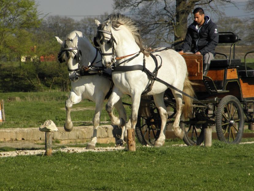 P4110025 - CAI DE VANZARE