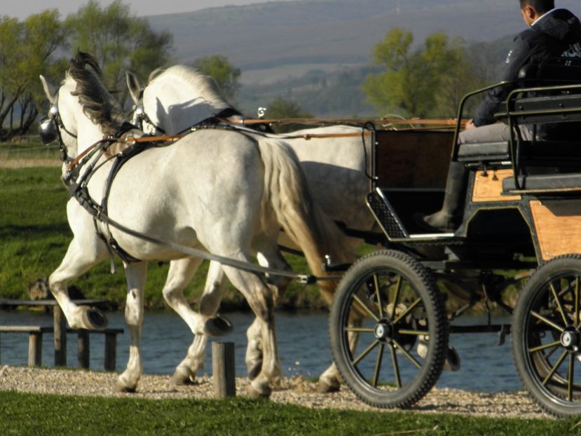 P4110030 - CAI DE VANZARE