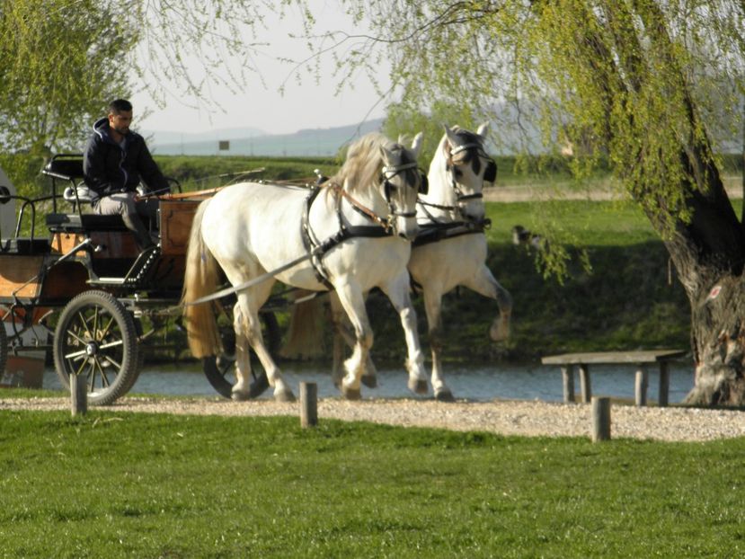 P4110031 - CAI DE VANZARE