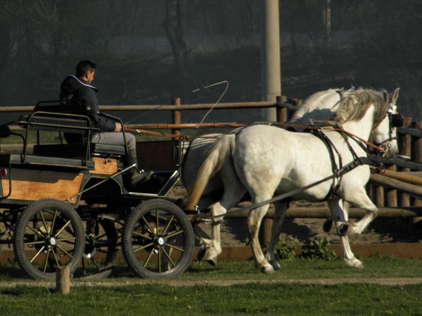 P4110035 - CAI DE VANZARE