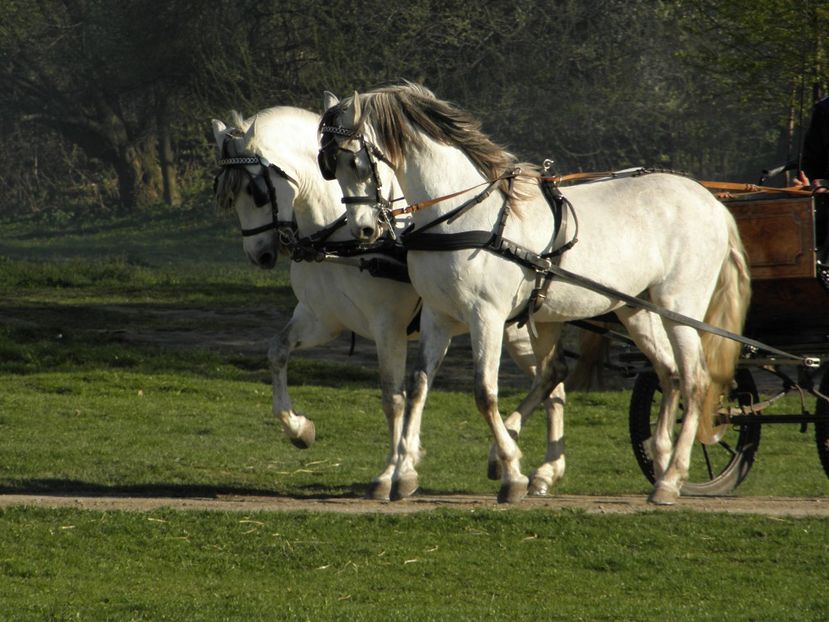 P4110043 - CAI DE VANZARE